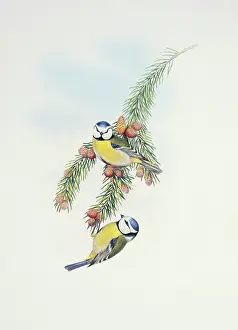 Caeruleus: Parus caeruleus, blue tit