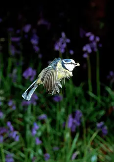 Brow: Parus caeruleus, blue tit