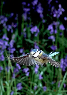 Brow: Parus caeruleus, blue tit