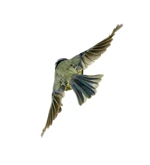 Caeruleus: Parus caeruleus, blue tit
