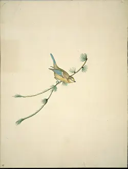 Pinus: Parus caeruleus, blue tit