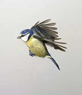 Locomotion: Parus caeruleus, blue tit