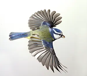Locomotion: Parus caeruleus, blue tit