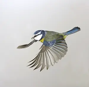 Locomotion: Parus caeruleus, blue tit