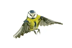 Locomotion: Parus caeruleus, blue tit