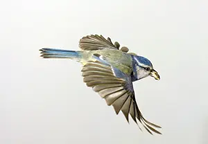 Locomotion: Parus caeruleus, blue tit