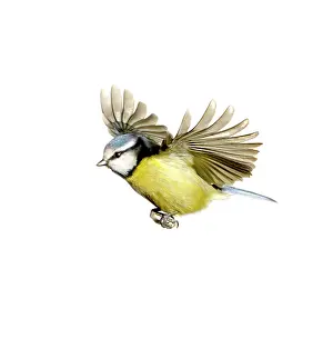Locomotion: Parus caeruleus, blue tit