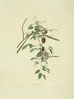 Scandens: Parus carolinensis, Carolina chickadee