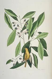 Catesby: Parus carolinensis, Carolina chickadee