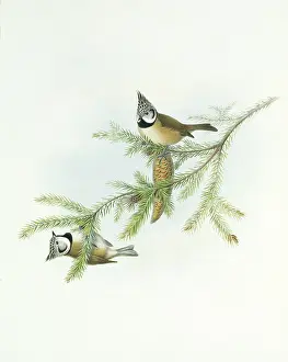 Bracket: Parus cristatus, crested tit