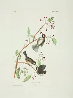 Boreal: Parus hudsonicus, boreal chickadee