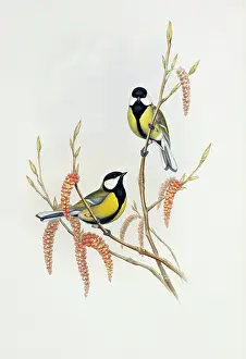Catkin: Parus major, great tit