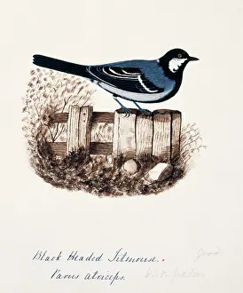 Bushby: Parus major, great tit