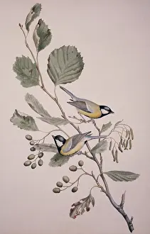 Hazel: Parus major, great tit