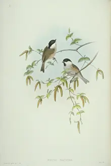 Catkin: Parus palustris, marsh tit