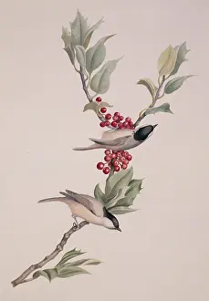 Palustris: Parus palustris, marsh tit