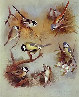 Caeruleus: Parus palustris, P.major, P. ater, P. cristatus, P. caeruleu