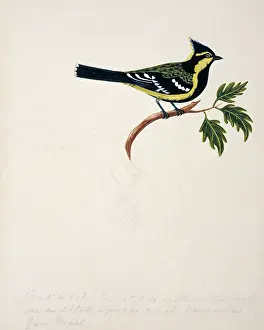 Bushby: Parus spilonotus, yellow cheeked tit