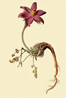 Dionysius: Pasque Flower, Anemone pulsatilla
