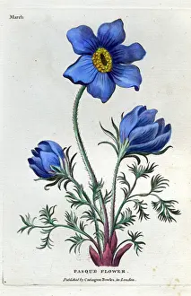 Pasque: Pasque Flower - March