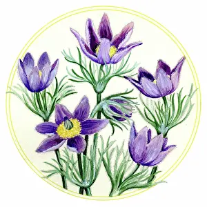 Sherborne: Pasque Flowers in a circle