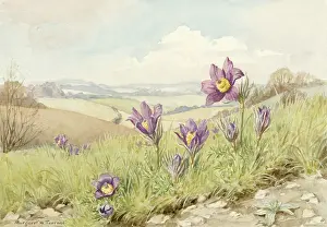 Pulsatilla: Pasque Flowers in a landscape