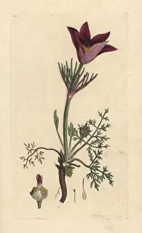 Pulsatilla: Pasqueflower, Anemone pulsatilla