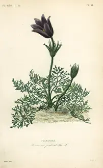 Pulsatilla: Pasqueflower or Dane's blood, Anemone