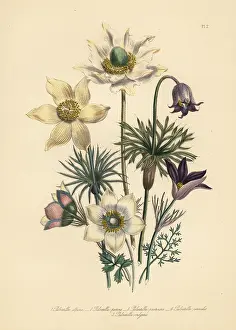 Patens: Pasqueflower species