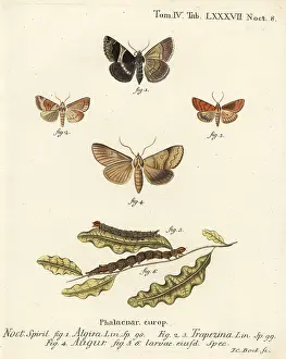 Augur: Passenger moth, dun-bar and soothsayer