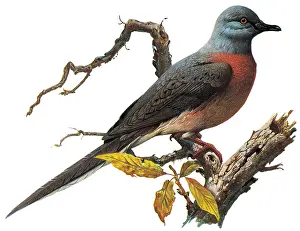 Extinction: Passenger Pigeon