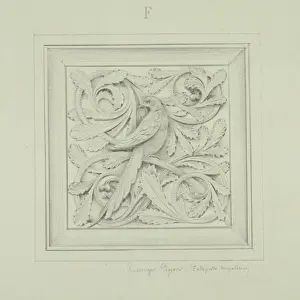 Ectopistes: Passenger pigeon design