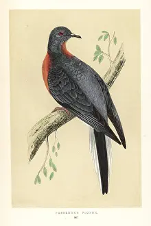 Orpen: Passenger pigeon, Ectopistes migratorius. Extinct