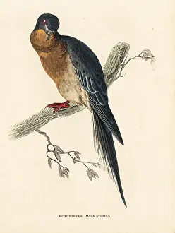 Bildersaal: Passenger pigeon, Ectopistes migratorius. Extinct