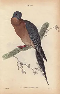 Ornithological: Passenger pigeon, Ectopistes migratorius, extinct