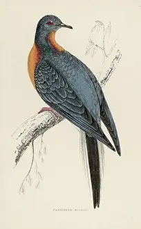 Ectopistes: Passenger Pigeon - Extinct bird