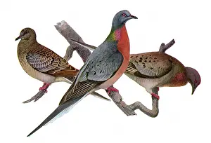 Fuertes: Passenger Pigeons