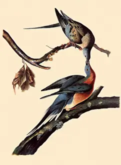 Ectopistes: Passenger Pigeons