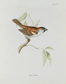 Rufous: Passer iagoensis, Cape Verde sparrow