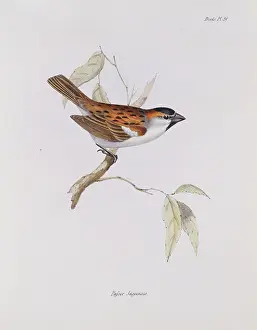 Rufous: Passer jagoensis
