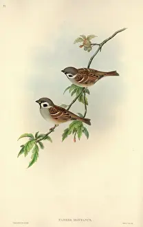 Montanus: Passer montanus, Eurasian tree sparrow