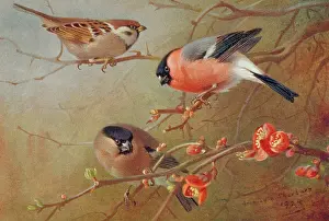 Loxia: Passer montanus, tree sparrow, Pyrrhula pyrrhula, Eurasian b