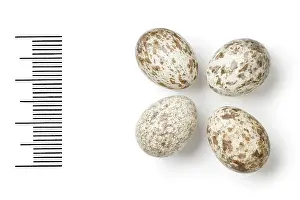 Sind: Passer pyrrhonotus, sind sparrow