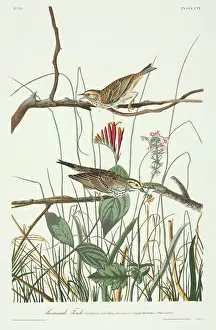 Savannah: Passerculus sandwichensis, Savannah sparrow