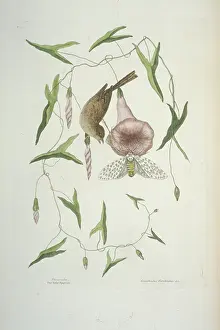 Savannah: Passerculus sandwichensis, Savannah sparrow