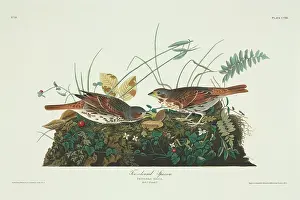 Emberizidae: Passerella iliaca, fox sparrow