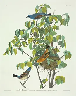 Passerina: Passerina caerulea, blue grosbeak