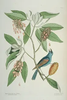 Passerina: Passerina caerulea, blue grosbeak