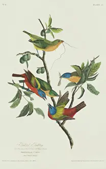 Passerina: Passerina ciris, painted bunting