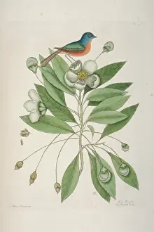 Passerina: Passerina ciris, painted bunting